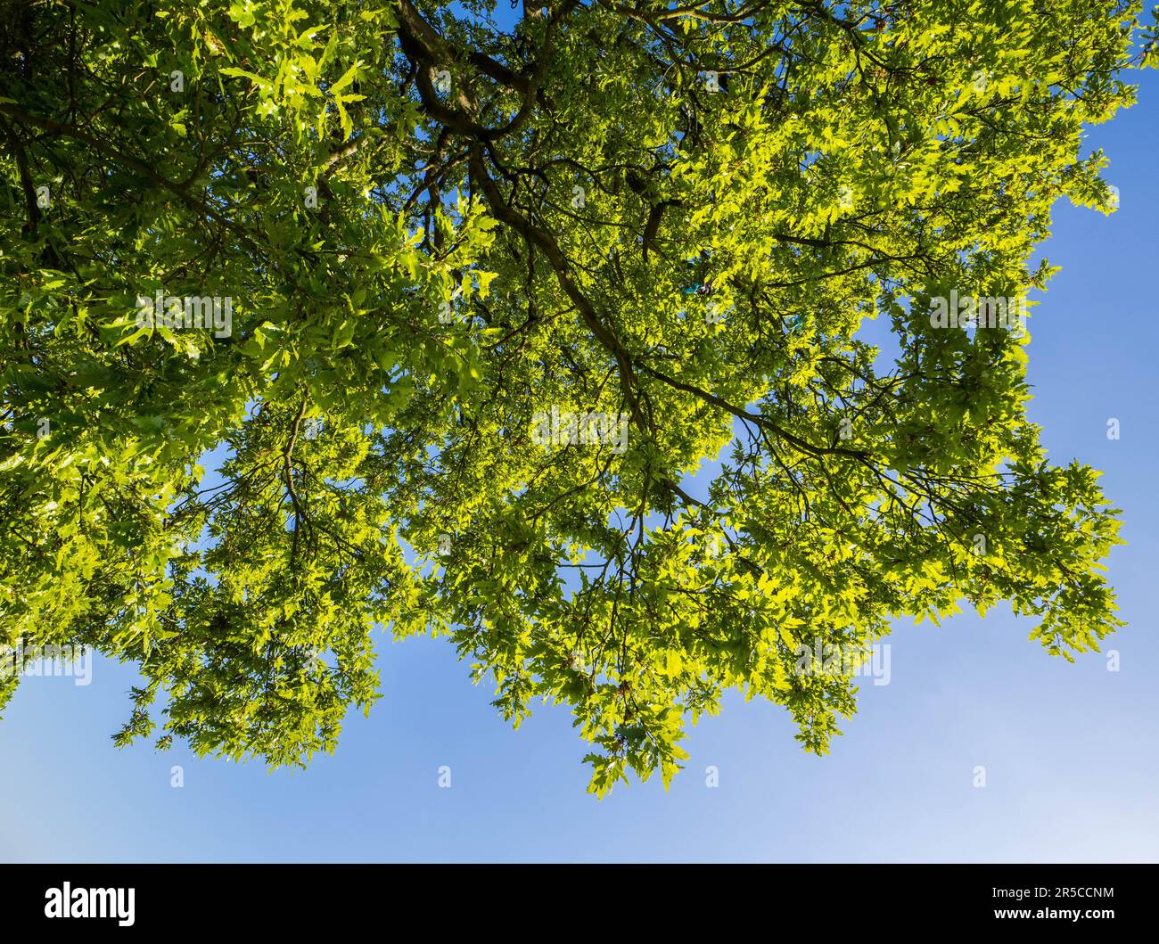 Auf Baumzweige, Blue Sky Green Leaves, Summer, Caversham, Reading, Berkshire, England, Großbritannien, GB. Stockfoto