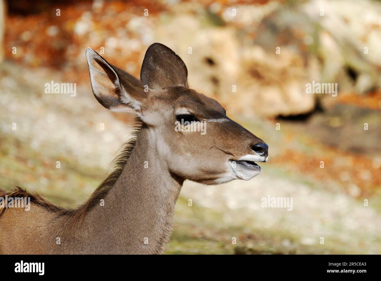 Porträt eines afrikanischen Kudu Stockfoto