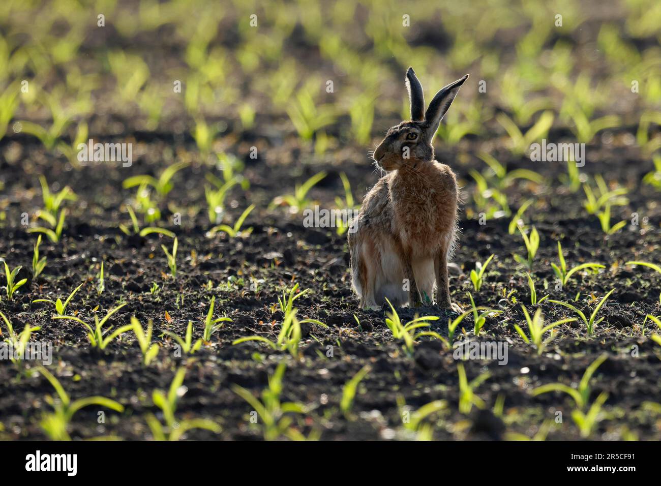 Europäischer Hasen (Lepus europaeus) auf einem Feld, Wildtiere, Burgenland, Österreich Stockfoto