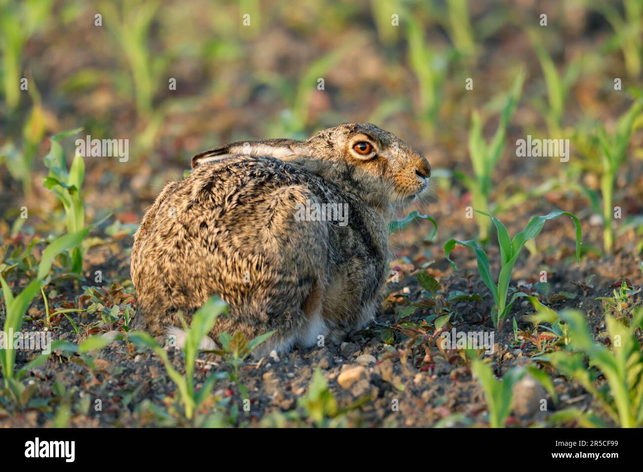 Europäischer Hasen (Lepus europaeus) auf einem Feld, Wildtiere, Burgenland, Österreich Stockfoto