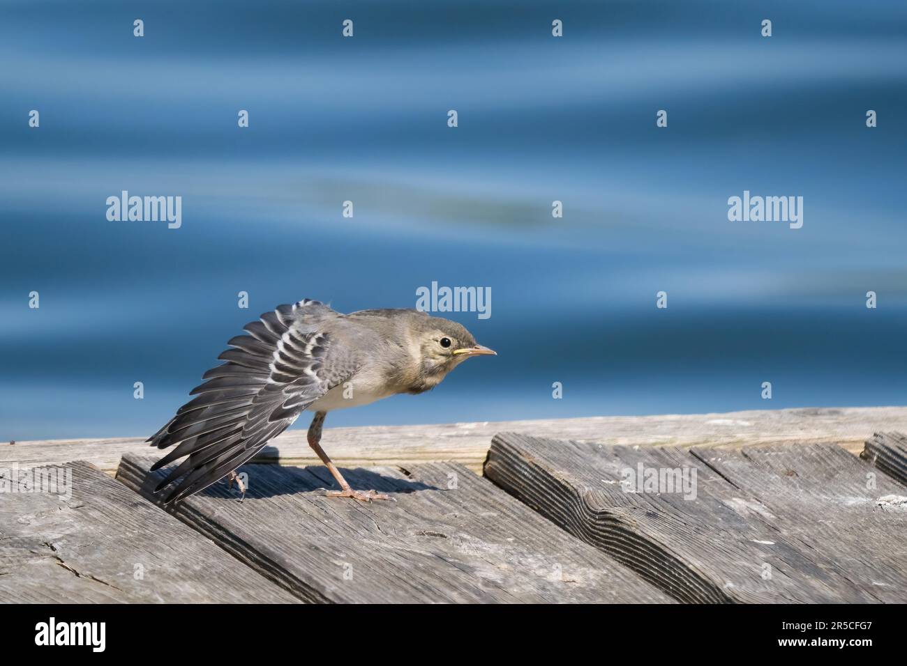 Junger weißer Schwanz (Motacilla alba) auf Holzsteg, mit Flügeln gespreizt, Hessen, Deutschland Stockfoto