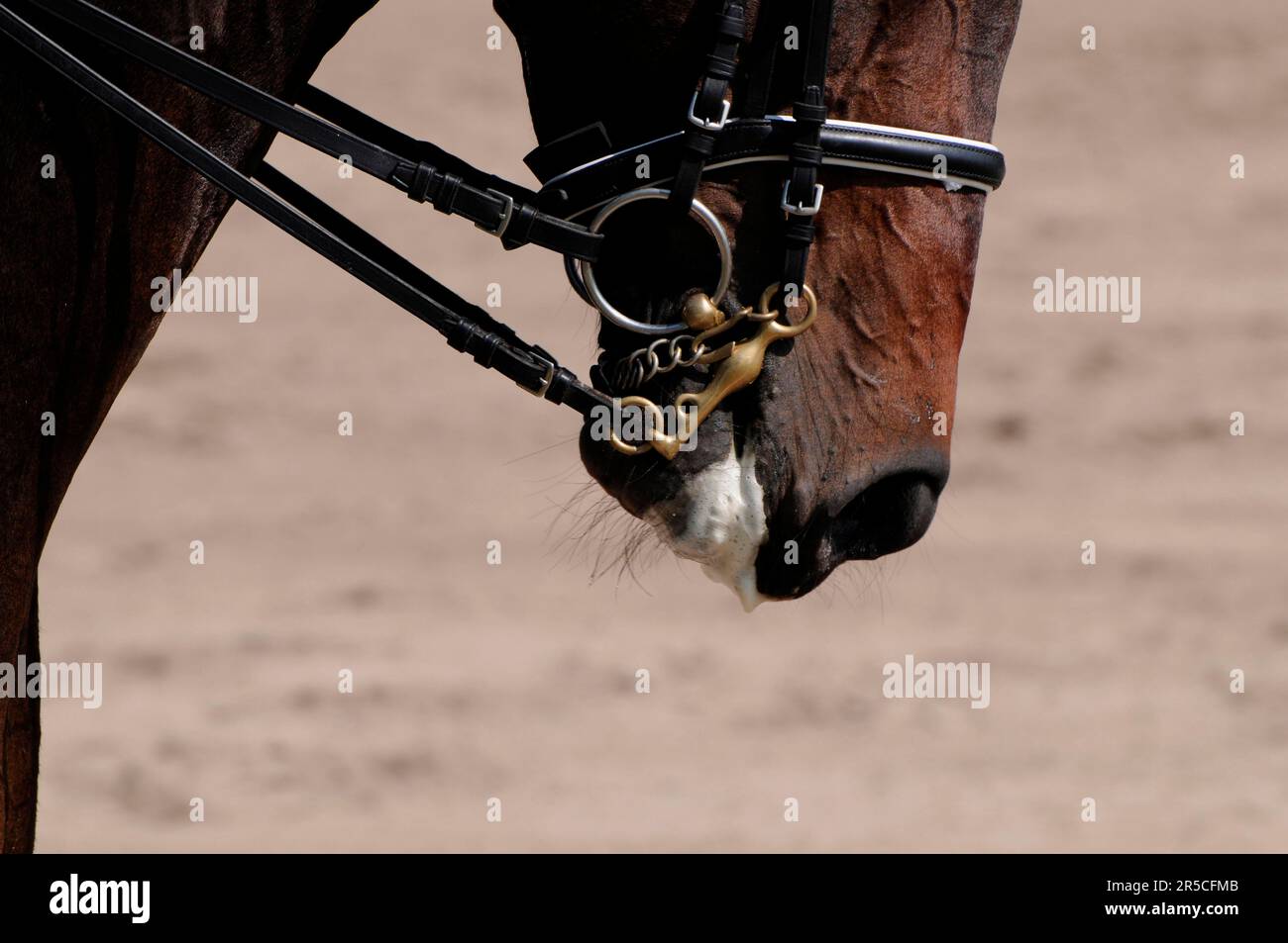 Dressur, Dressur reiten, Mund, Dressur-Bordstein, englisches Nasenbein, Schaumstoff, seitlich Stockfoto