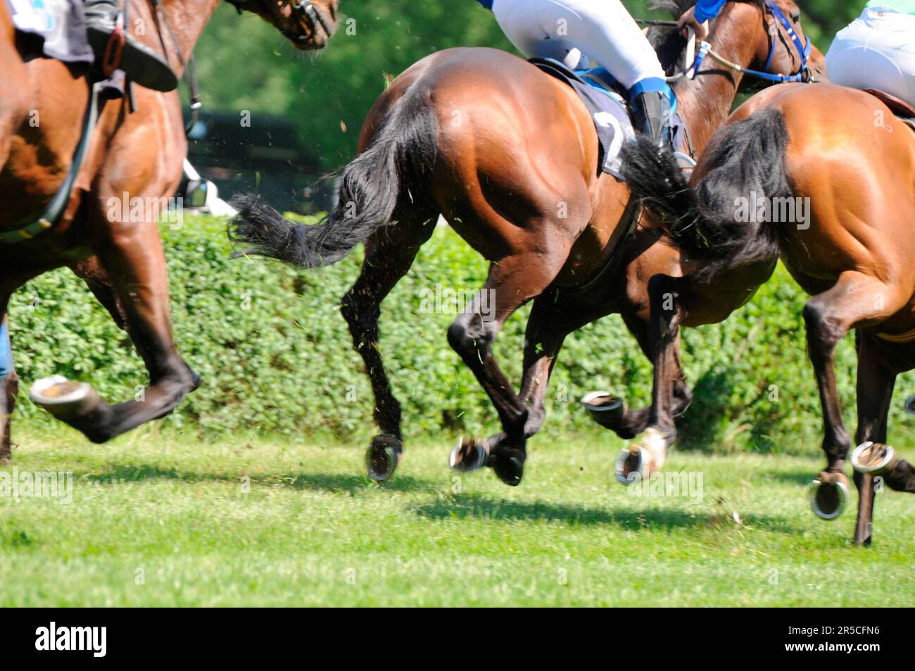 Galopp-Rennen, englischer Vollblut, Rennen, Gallop, Jockey, Jockeys Stockfoto