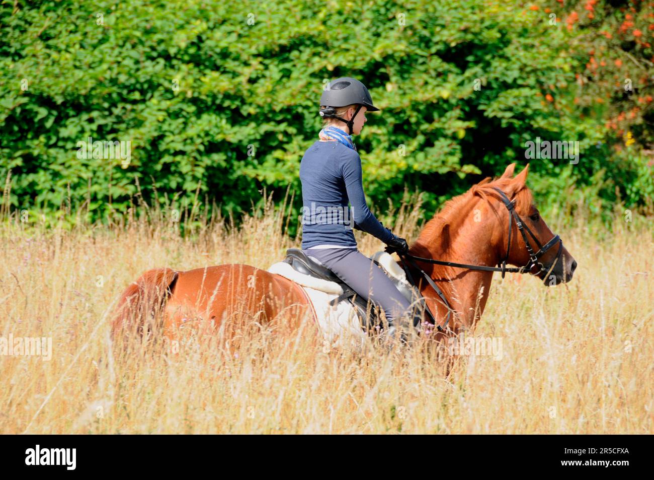 Cross Country, Deutsches Reitpferd, Ride, Rider, Reithelm Stockfoto