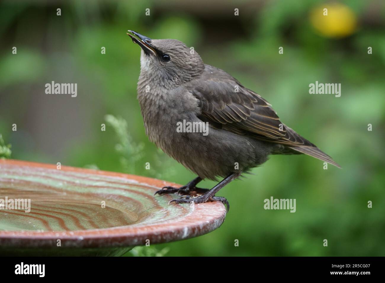 Jungstarling (sturnus vulgaris) im Vogelbad, Großbritannien Stockfoto