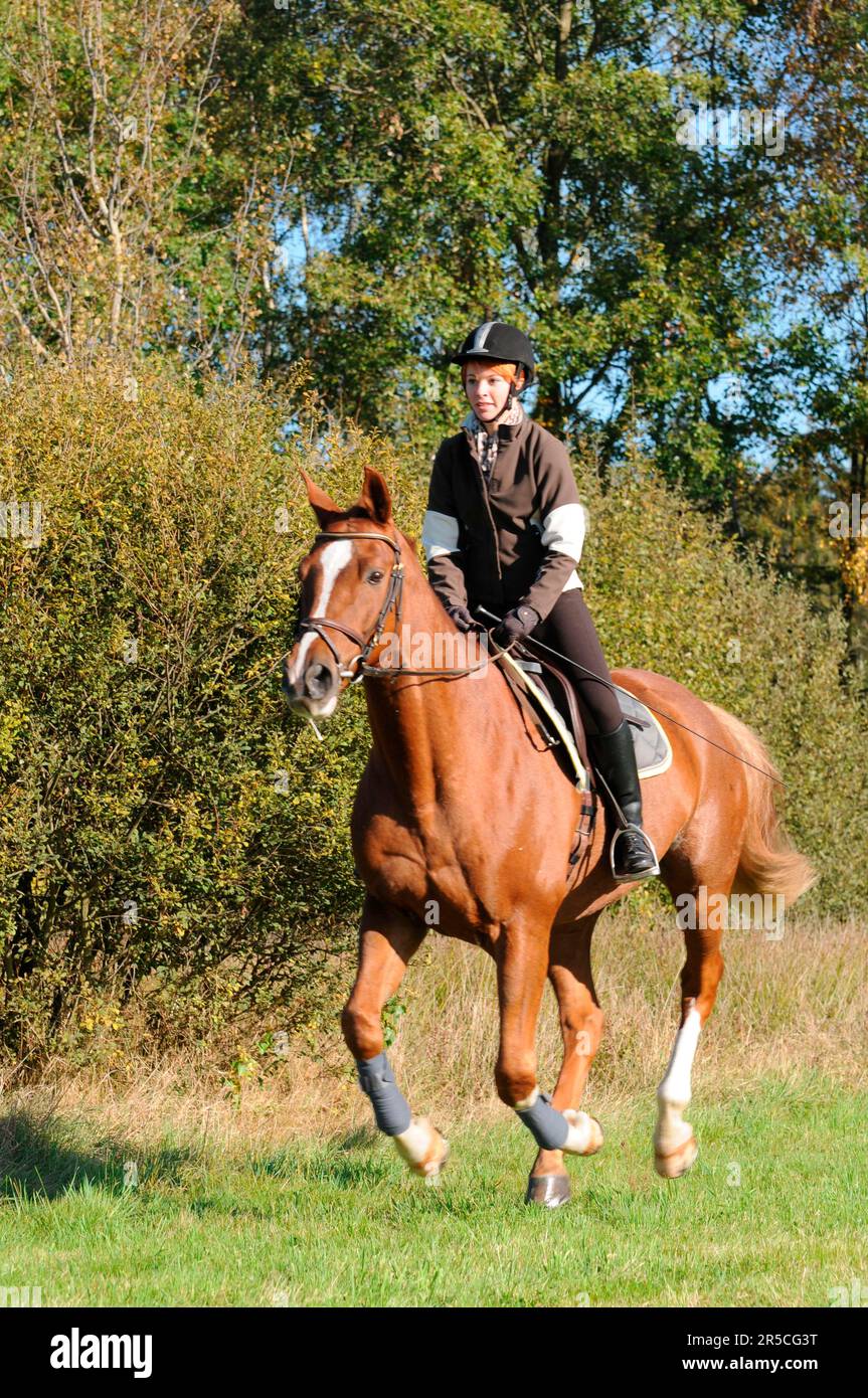 Frau reitet Hannover, Cross Country, deutsches Reitpferd, deutsches  Warmblut, reiten, Reithelm, Crop Stockfotografie - Alamy