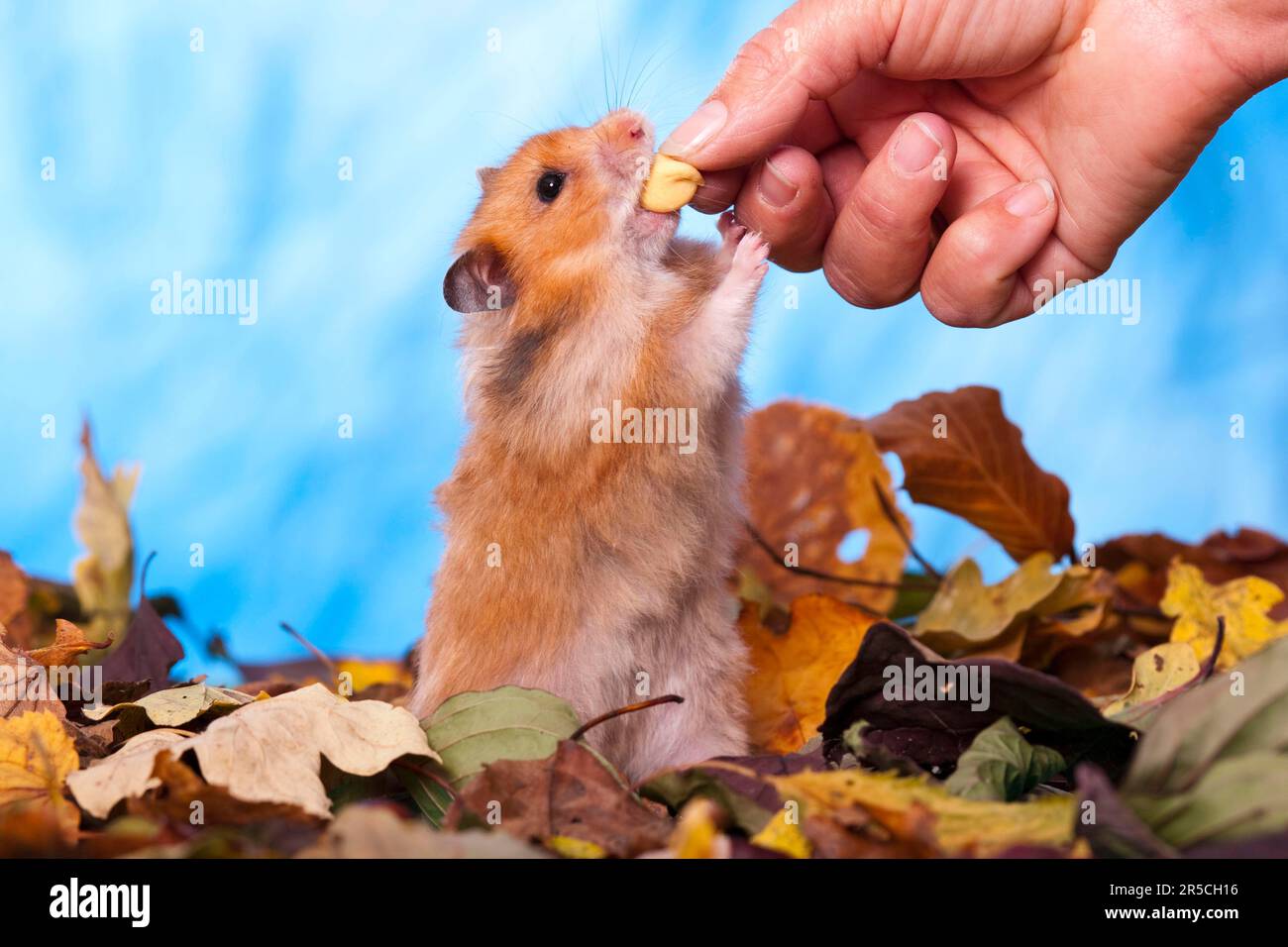 Goldhamster (Mesocricetus auratus) wird gefüttert Stockfoto