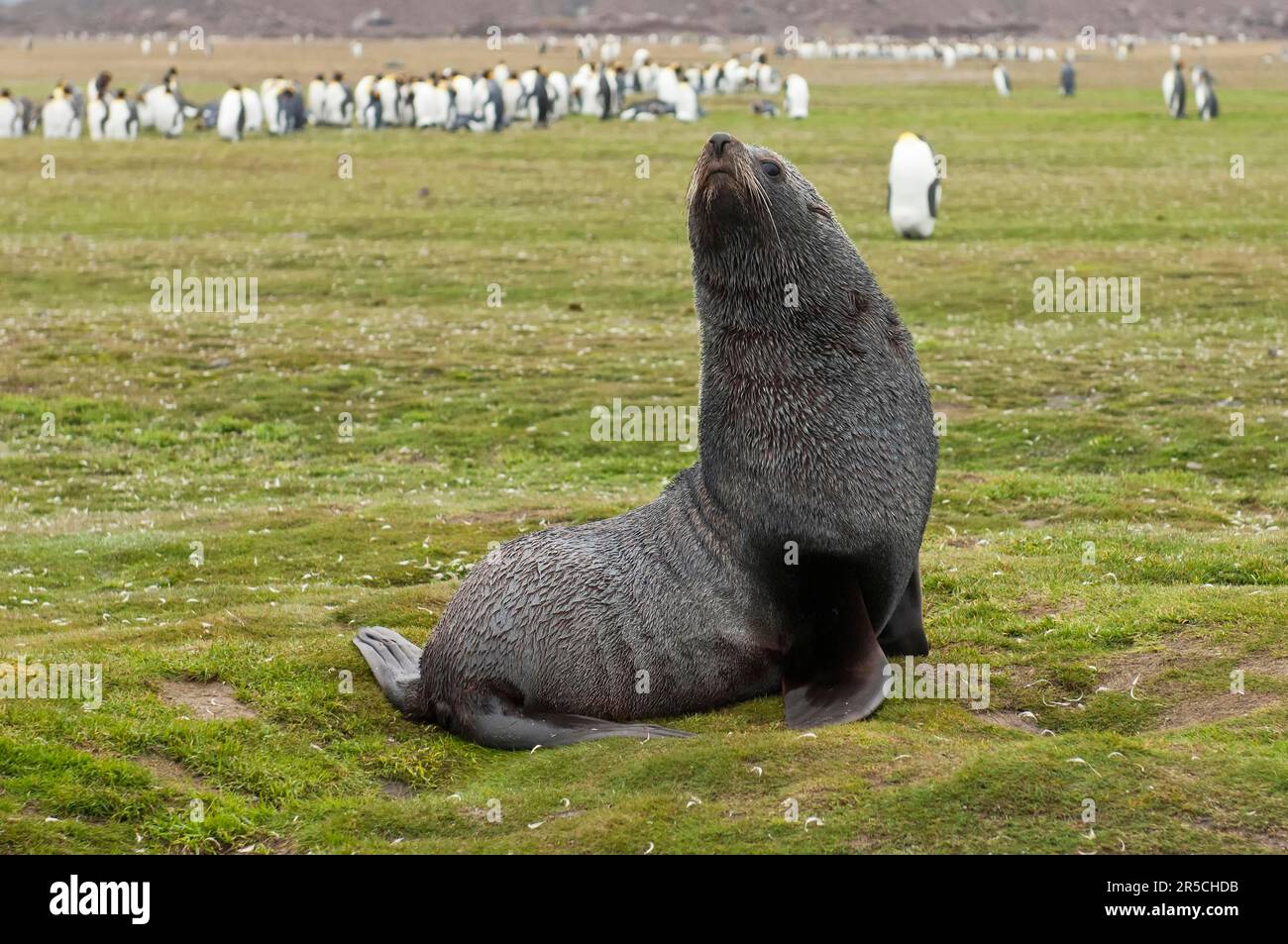 Kerguelen-Seebären, Salisbury Plains, Südgeorgien, antarktis-Seebären (Arctocephalus gazella) Stockfoto