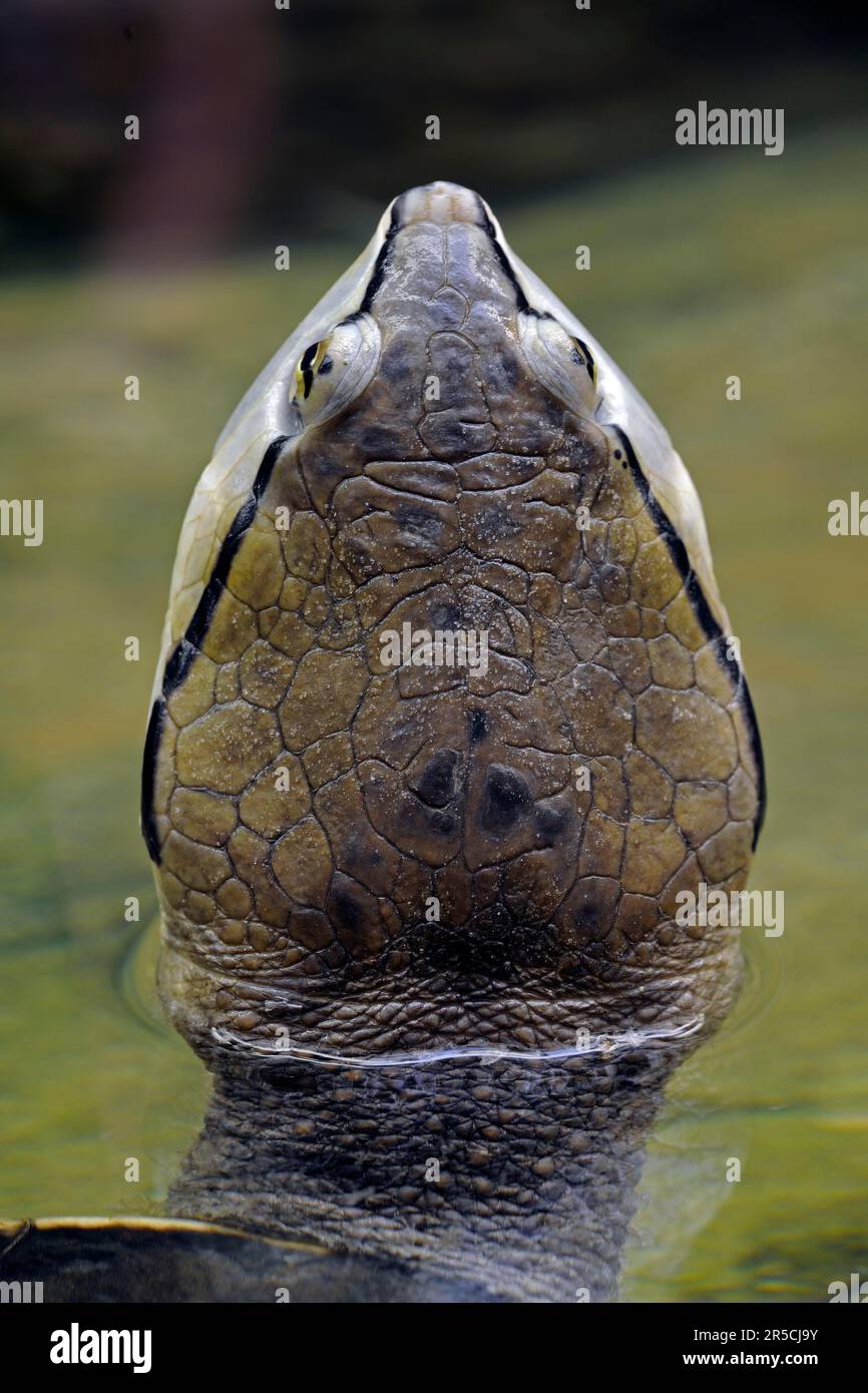 südamerikanische Froschkopfschildkröte (Phrynops hilari) Stockfoto