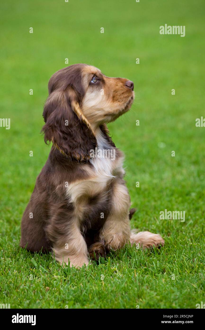 Englischer Cocker Spaniel, Hündchen, Englischer Cocker Spaniel, Englischer Cocker Spaniel Stockfoto