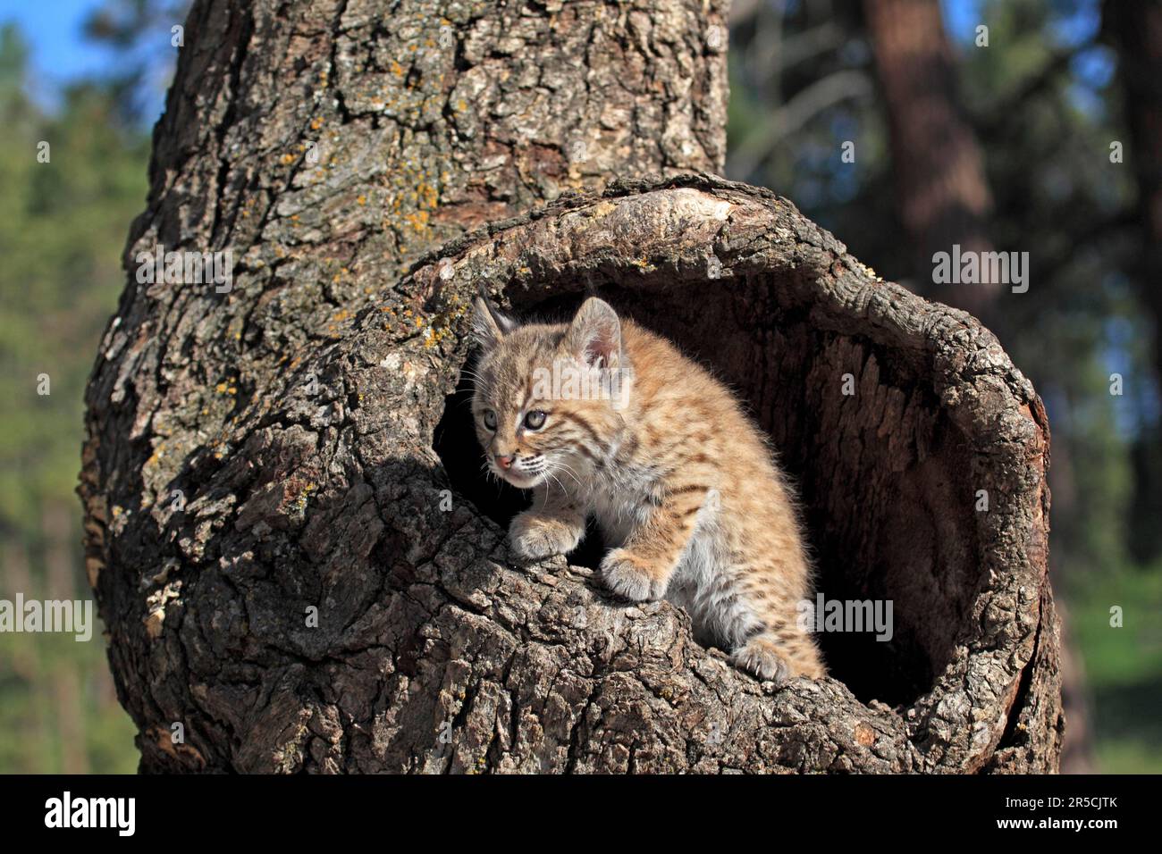 Bobcat (Lynx rufus), jung, 8 Wochen, in Rotluchs (Felis rufa) Stockfoto