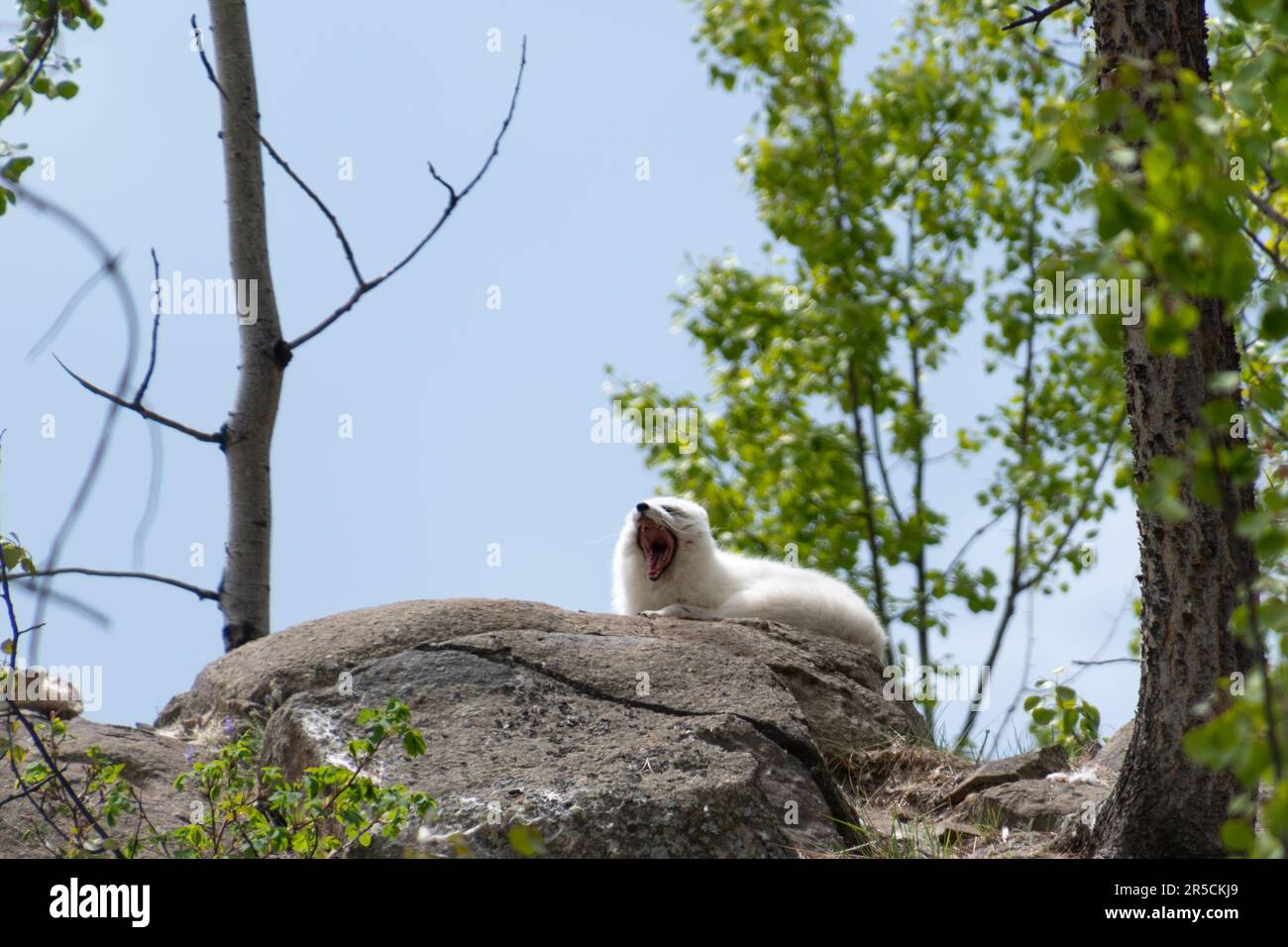 Wilder arktischer weißer Fuchs in gähnender Pose außerhalb von Whitehorse im Sommer mit blauem Himmel im Hintergrund, grüne Bäume im Yukon Wildlife Preserve. Stockfoto