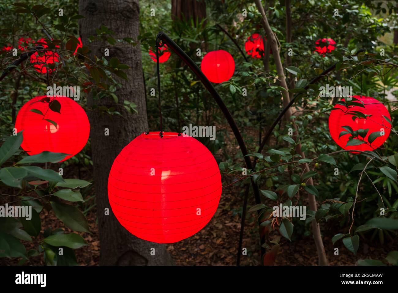 Eine Gruppe roter chinesischer Papierlaternen hängt in einem Wald und leuchtet in der Abendstunde. Stockfoto