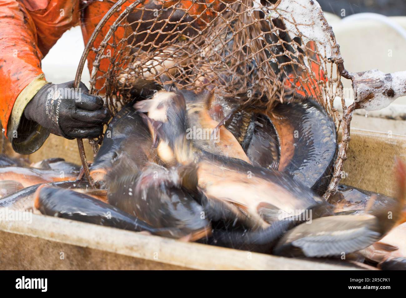 Fische werden gegossen Fotos und Bildmaterial in hoher Auflösung Alamy