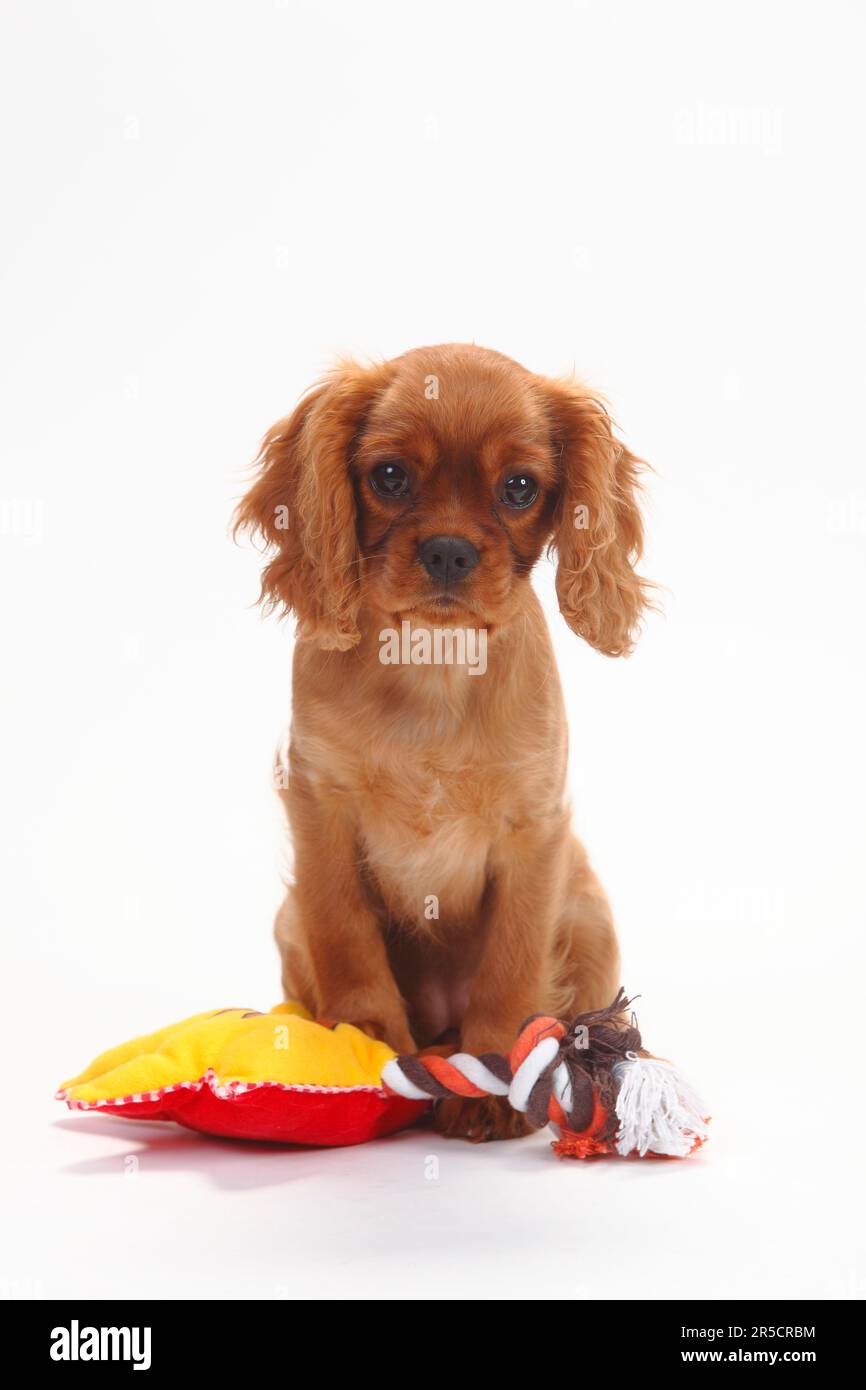 Kavalier König Charles Spaniel, Hündchen, rubinrot, 3 Monate, Spielzeug Stockfoto