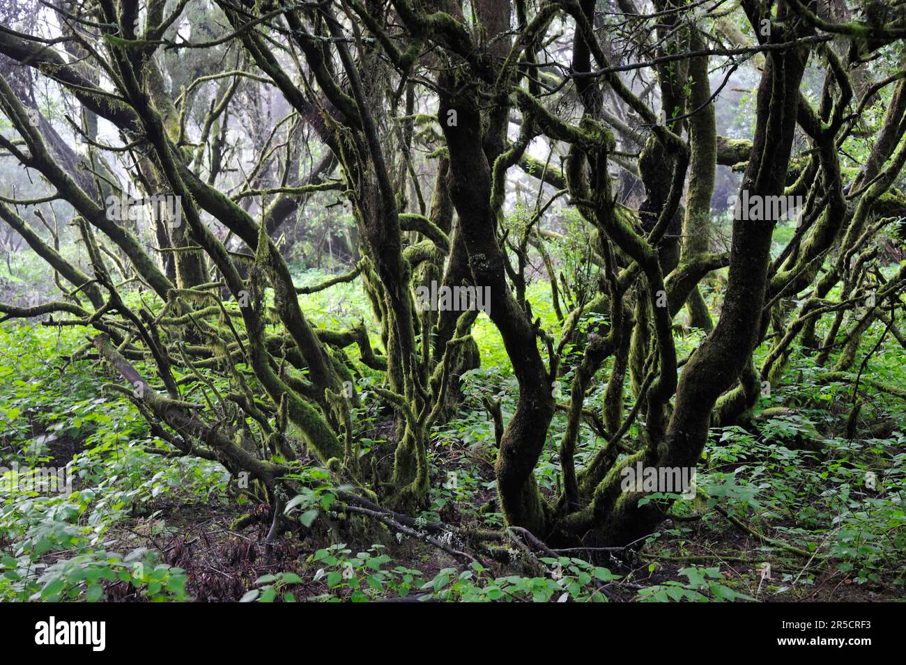 Laurel Wald und Baumheide, Hoya del Fileba, El Hierro, Kanarische Inseln, Laurel, Spanien Stockfoto