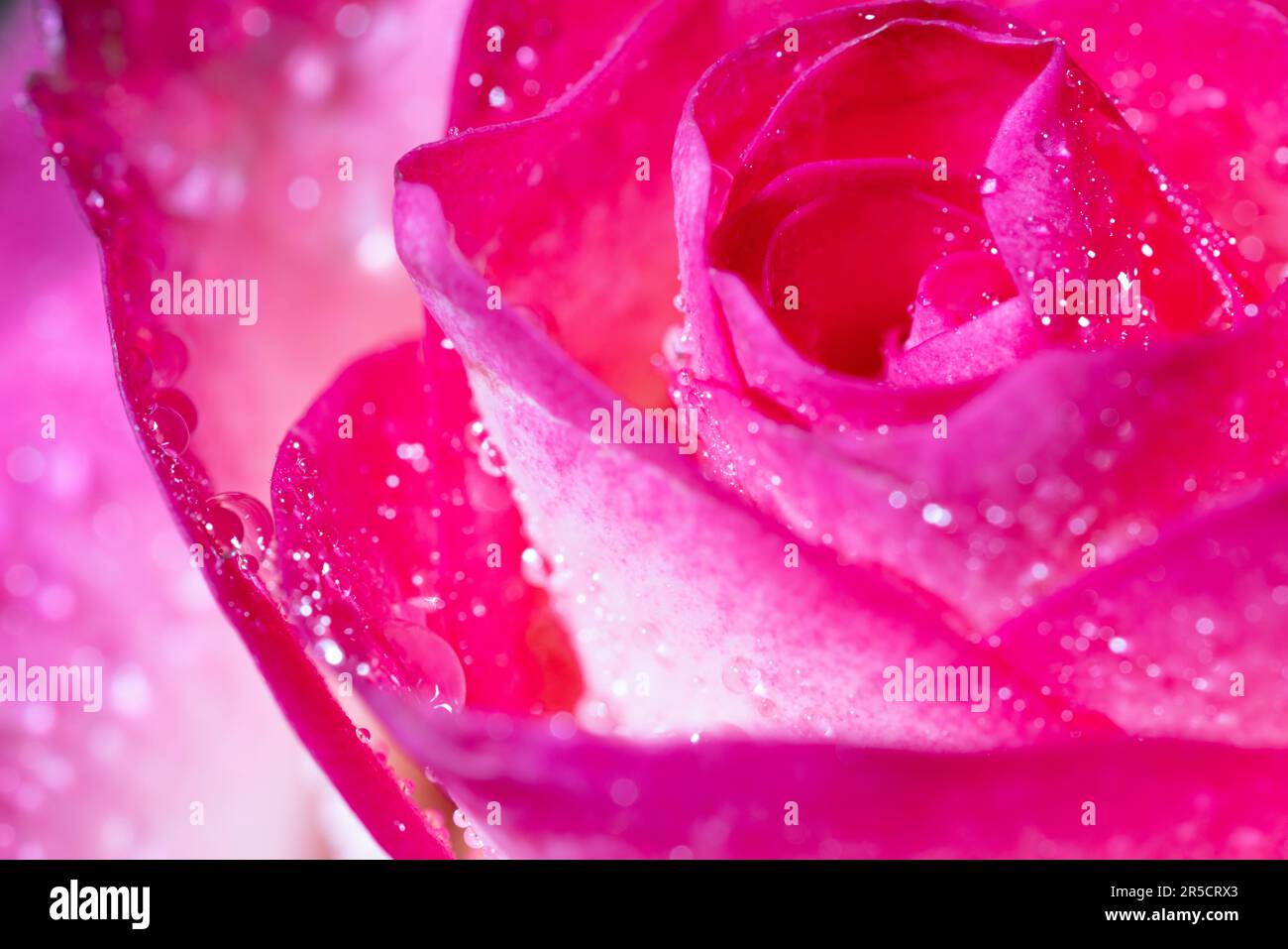 Ein fesselnder Blick auf eine weiß-pinkfarbene Rose, die sanft Wassertropfen umschließt und die Kunstfertigkeit der Natur umgibt. Stockfoto