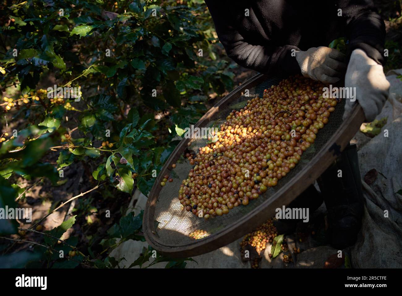 Franca, Brasilien. 02. Juni 2023. Ein Arbeiter, der selektiv geerntete Kaffeebohnen auf einem Erzeugerbetrieb in der Region Alta Mogiana, Franca, Sao Paulo, Brasilien, verarbeitet, am 2. Juni, 2023. (Foto: Igor do Vale/Sipa USA) Guthaben: SIPA USA/Alamy Live News Stockfoto