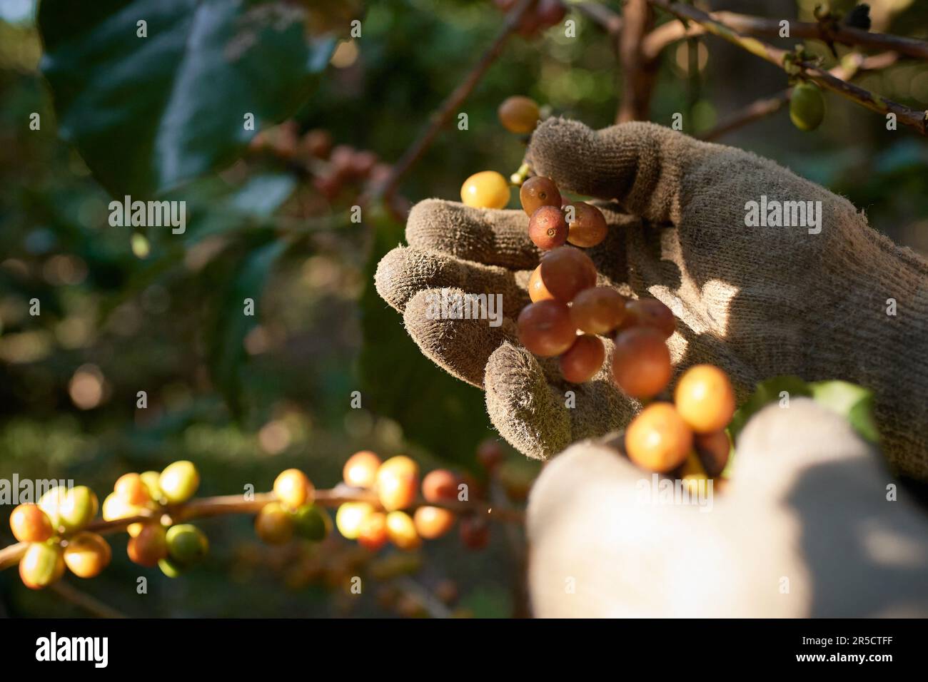 Franca, Brasilien. 02. Juni 2023. Ein Arbeiter, der selektiv geerntete Kaffeebohnen auf einem Erzeugerbetrieb in der Region Alta Mogiana, Franca, Sao Paulo, Brasilien, verarbeitet, am 2. Juni, 2023. (Foto: Igor do Vale/Sipa USA) Guthaben: SIPA USA/Alamy Live News Stockfoto