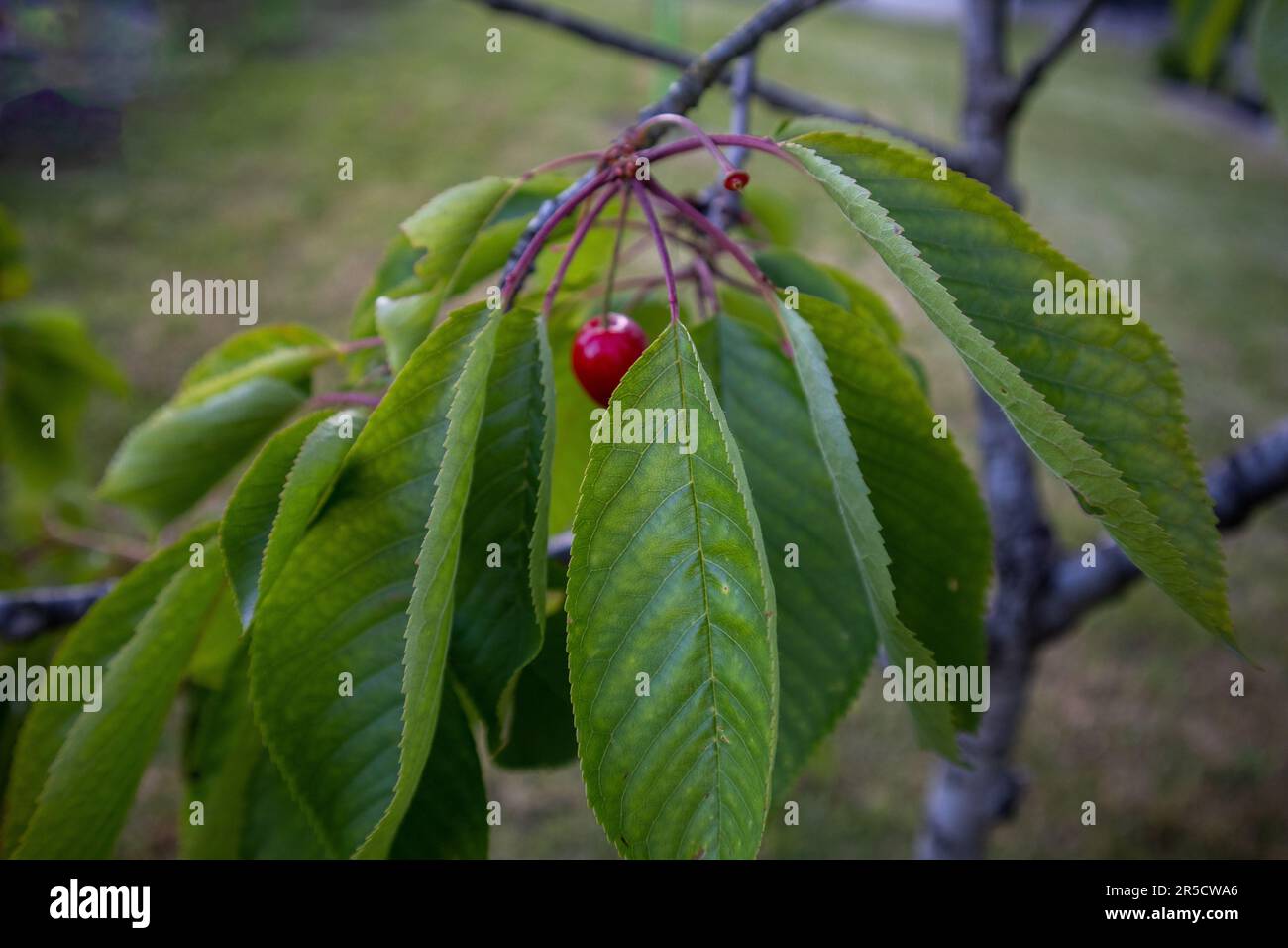 Rotkirsche baum Fotos und Bildmaterial in hoher Auflösung Alamy