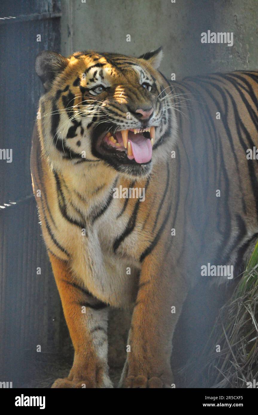 Indischer Tiger mit langen Eckzähnen Stockfoto