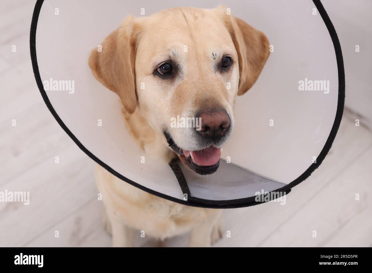 Süßer Labrador Retriever mit schützendem Kragen im Innenbereich Stockfoto