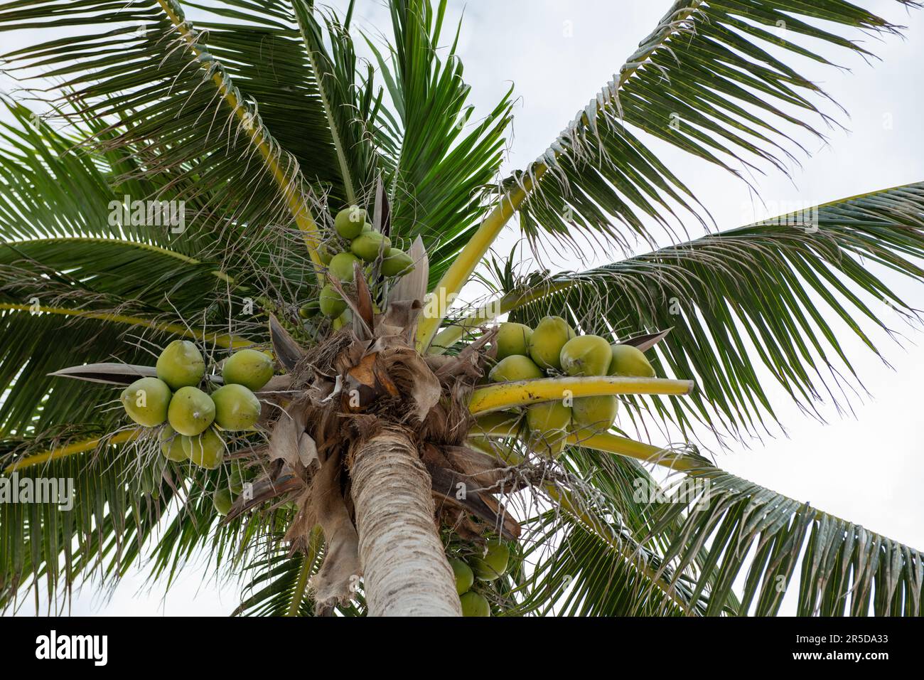 Junge grüne Kokosnüsse, die in Bündeln an einem Baum hängen Stockfoto