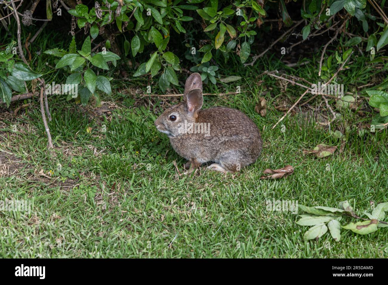 Nahaufnahme eines süßen wilden Hasen in Goleta, Südkalifornien Stockfoto