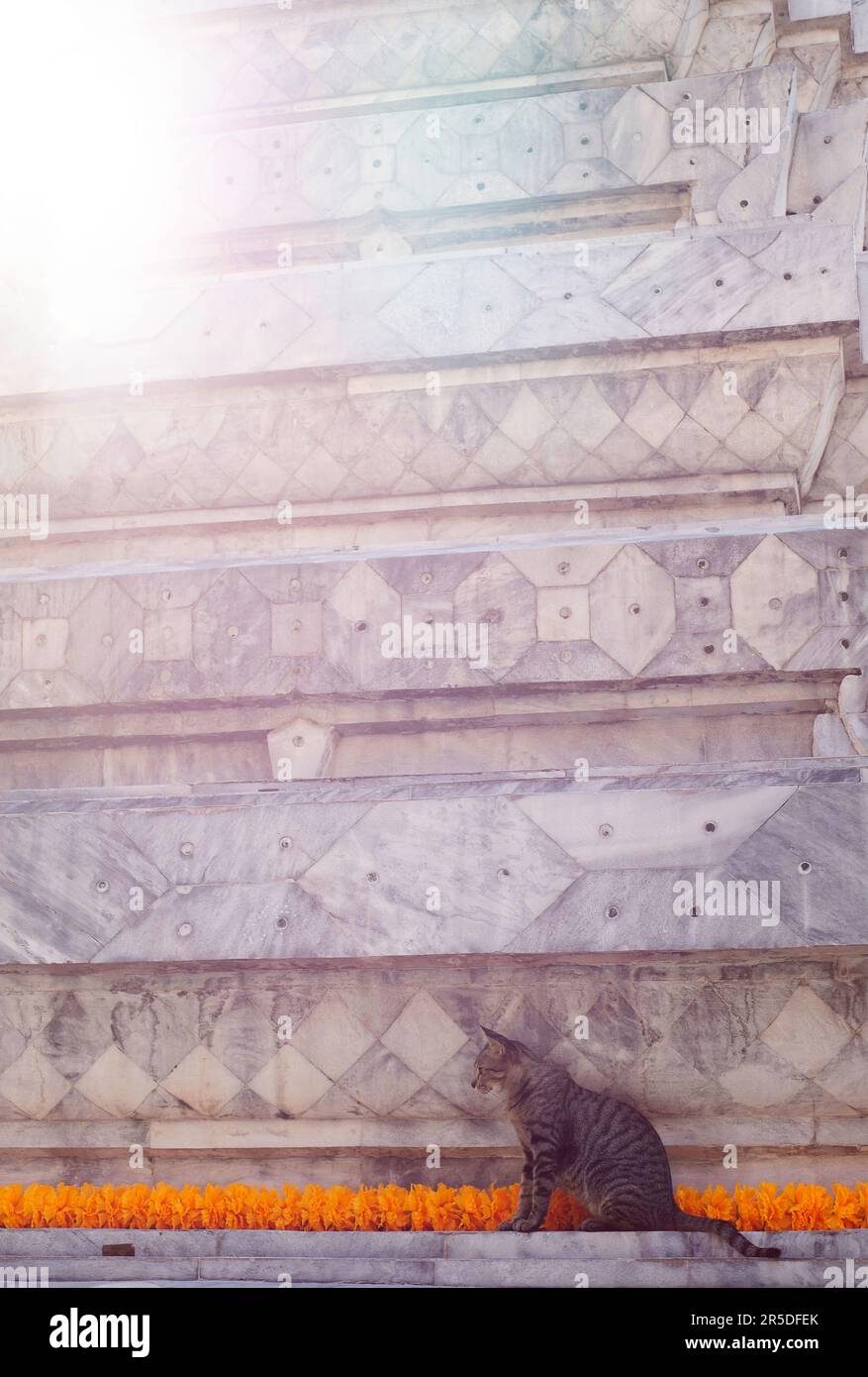 Tempel Cat Stockfoto