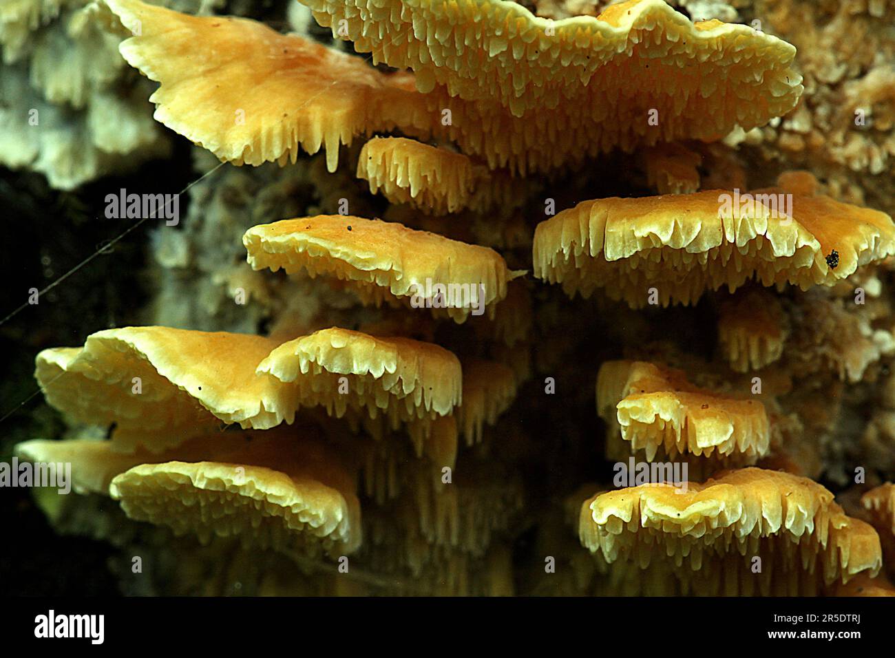 Gelbe Regalpilze (Cerrena zonata) auf toten Baumstämmen in Nahaufnahme Stockfoto