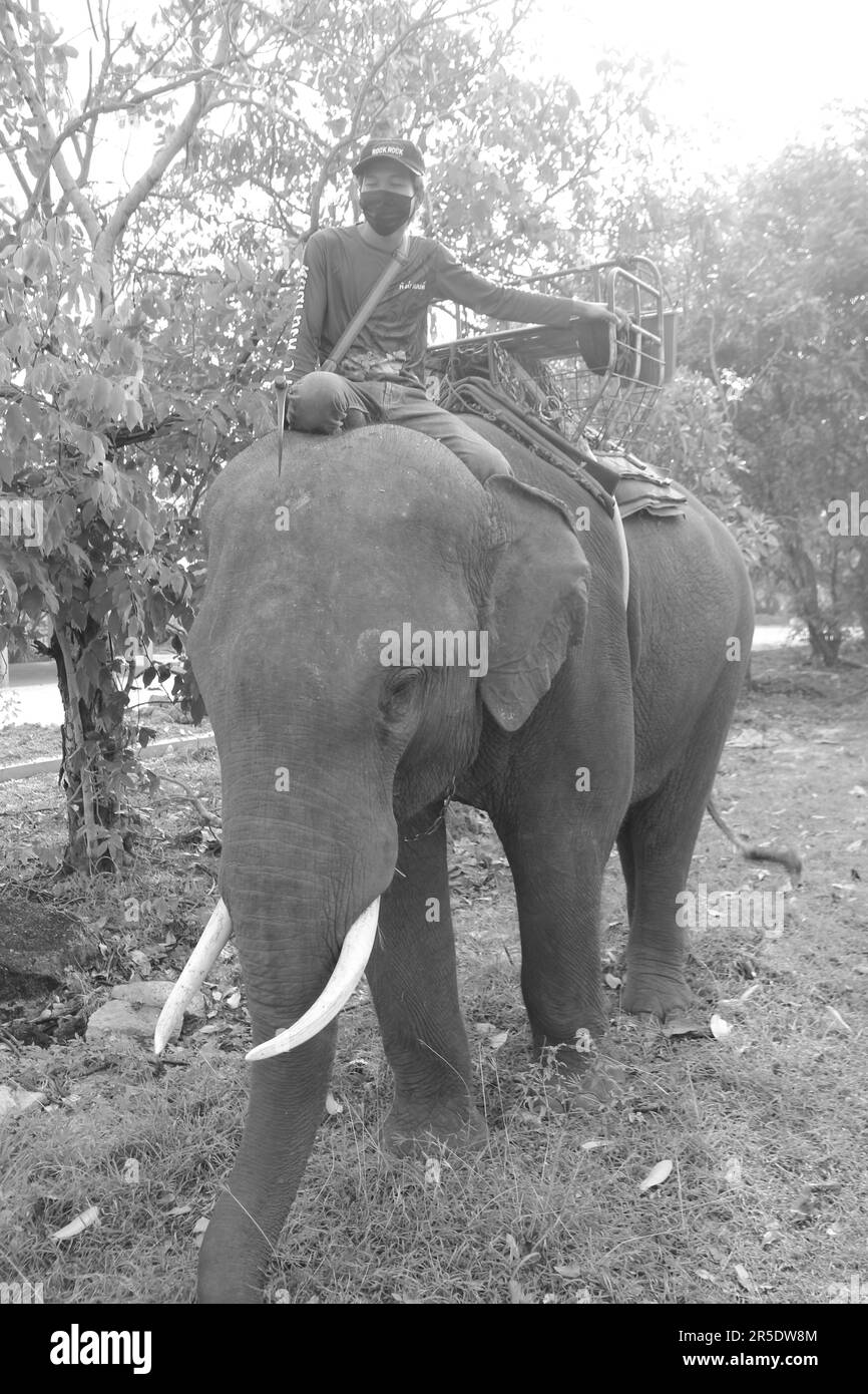 Asiatischer Elefant in Thailand Stockfoto