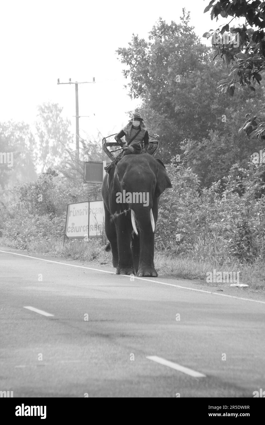 Asiatischer Elefant in Thailand Stockfoto