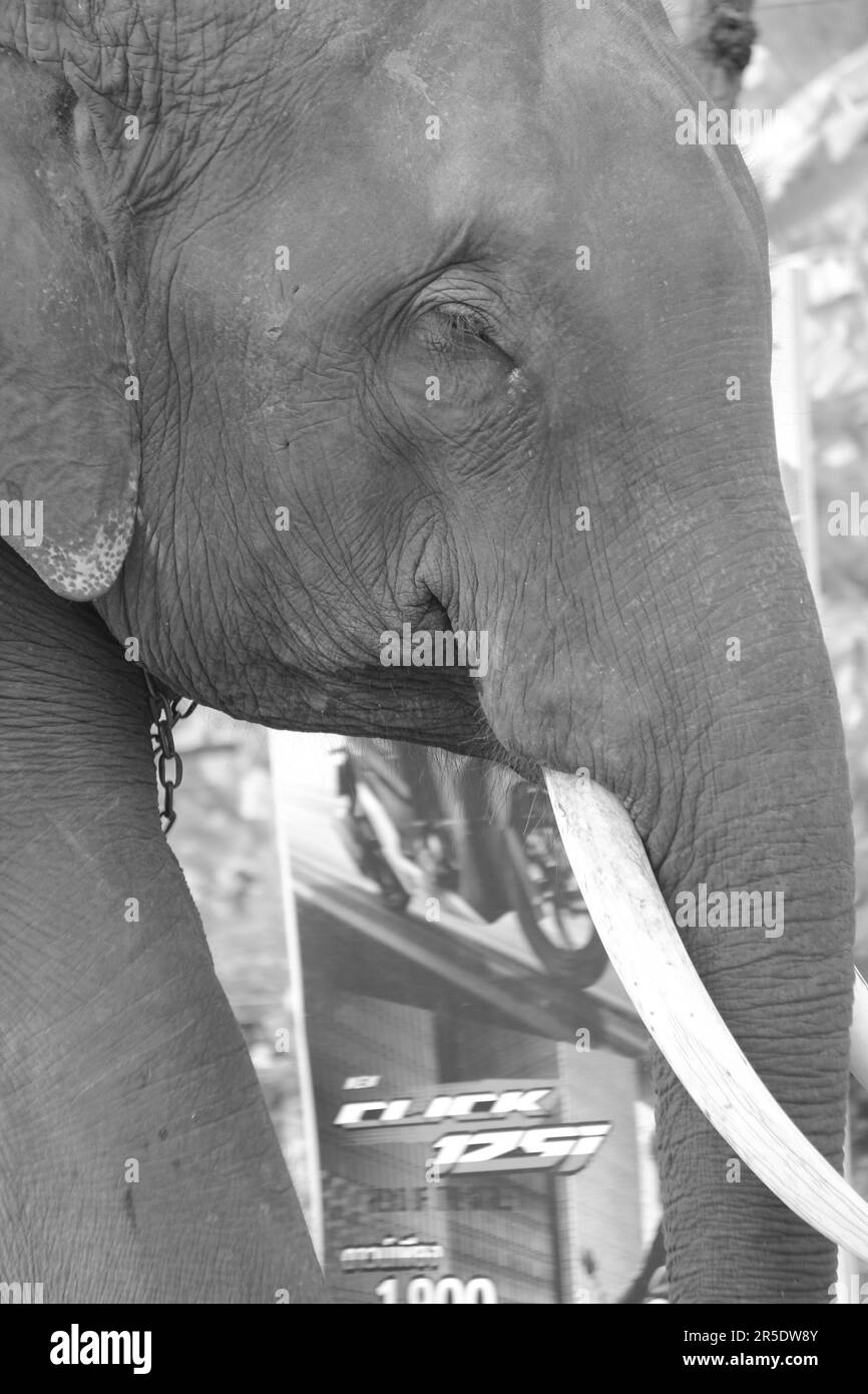 Asiatischer Elefant in Thailand Stockfoto