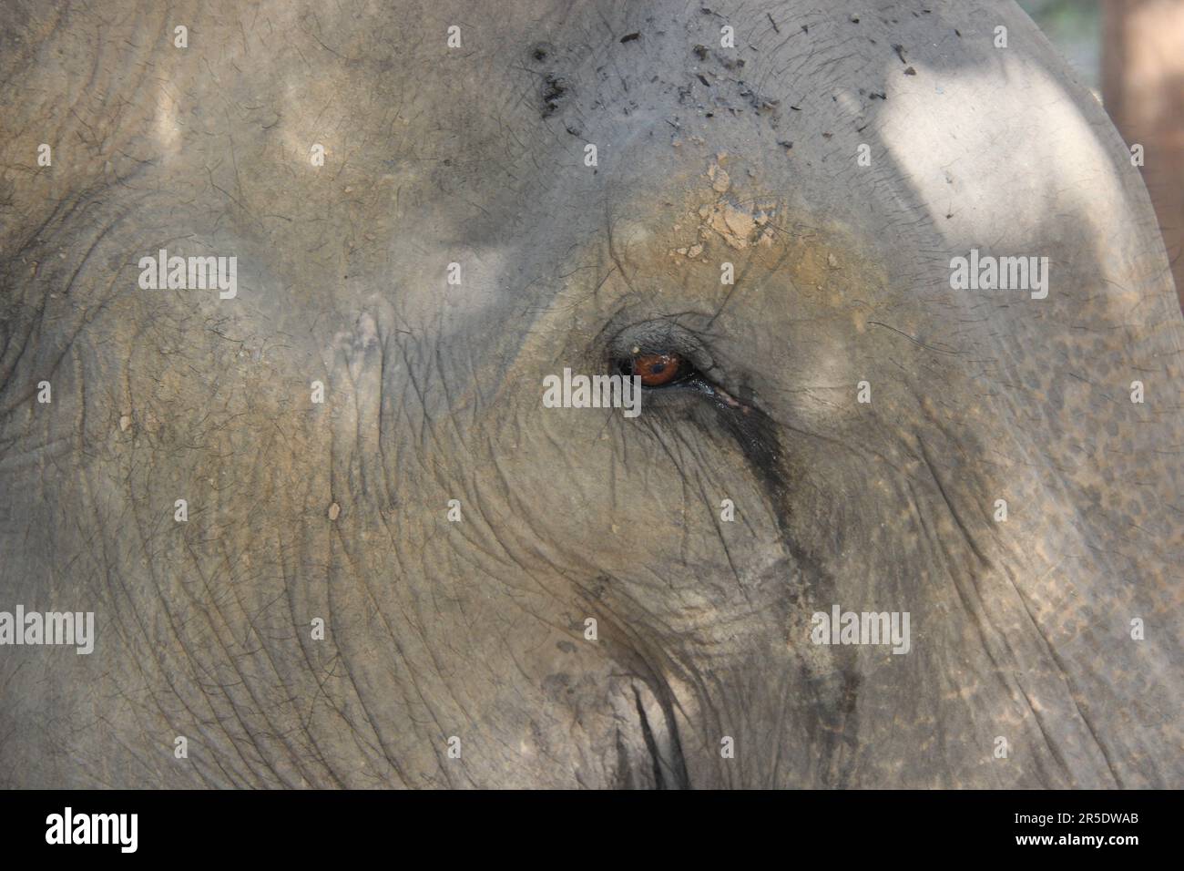 Asiatischer Elefant in Thailand Stockfoto