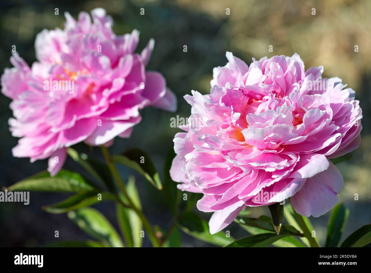 Zwei große blühende pinkfarbene Pfingstrosen in hellem Sonnenlicht gegen unscharfe grüne Blätter und tiefe Schatten. Speicherplatz kopieren. Stockfoto