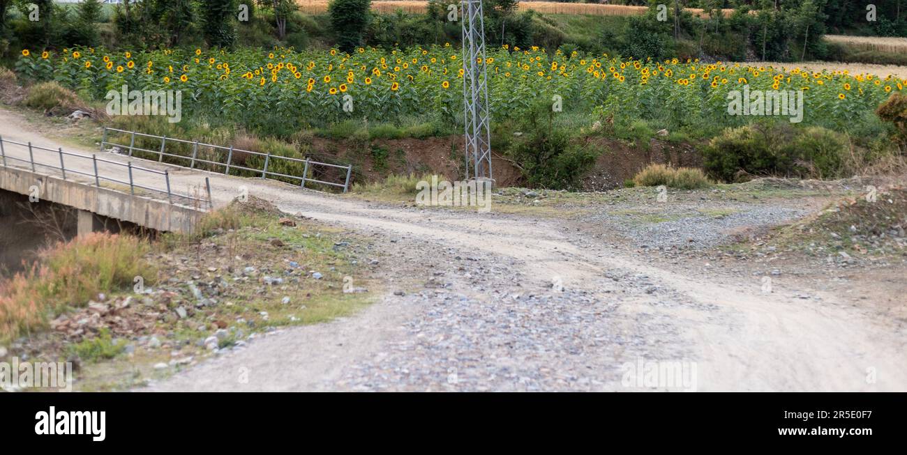 Eine unbefestigte Feldstraße in den Sonnenblumenfeldern Stockfoto