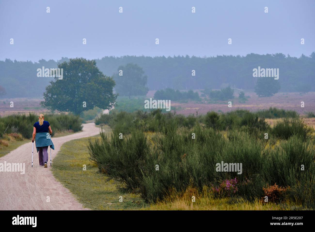Hilversum, Niederlande: 24. September 2021 - Nordic Walker auf einem Schotterweg, der im Sommer durch das Heideland spaziert. Stockfoto
