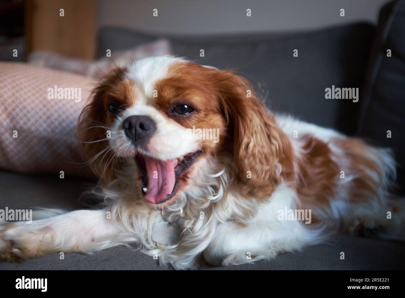 Blenheim Cavalier King Charles Spaniel Schoßhund. Kastanien und weiß. Mund weit offen und Gähnen. Stockfoto