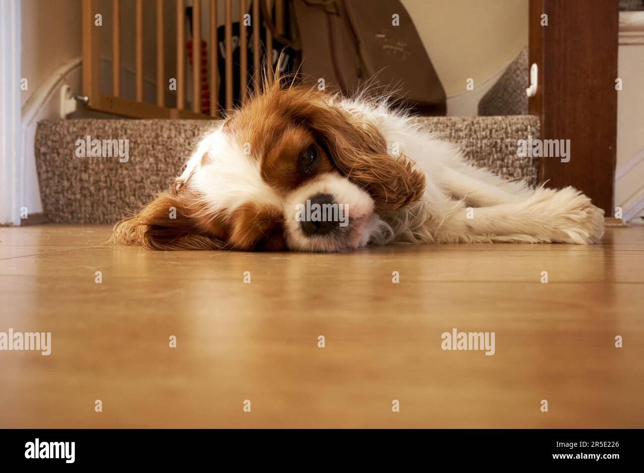 Blenheim Cavalier King Charles Spaniel Schoßhund. Kastanien und weiß. Auf dem Boden am Fuß der Treppe liegen. Stockfoto