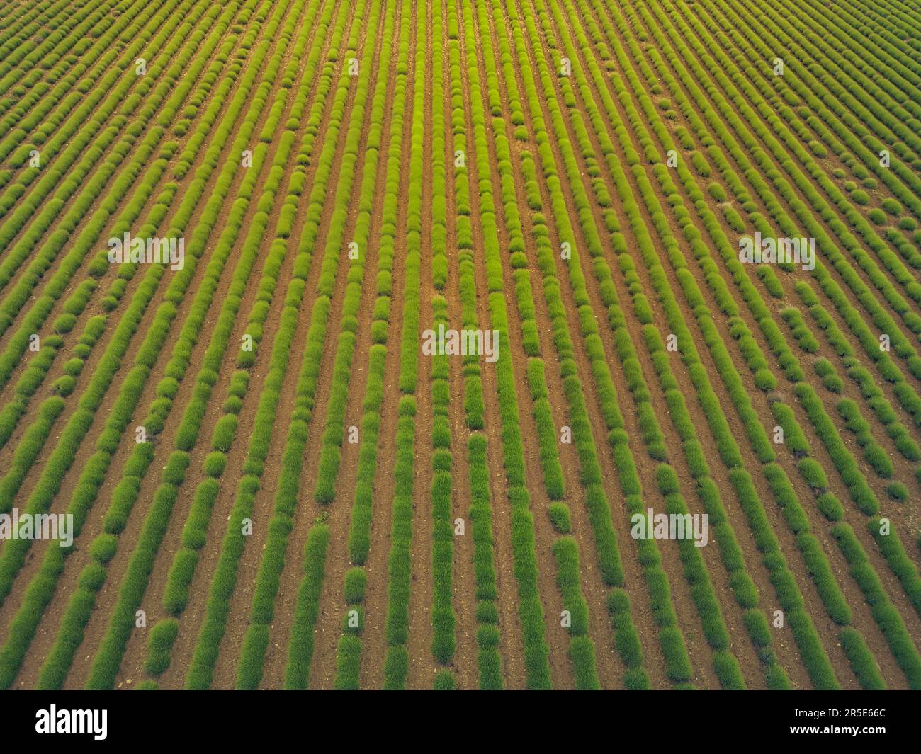 Ich kümmere mich um das Erntegut. Luftaufnahme eines riesigen Ackerlands. Grüne Weizenfelder aus der Vogelperspektive, sogar Straßenspuren, die für einen Traktor vorgesehen sind. Abstrac Stockfoto