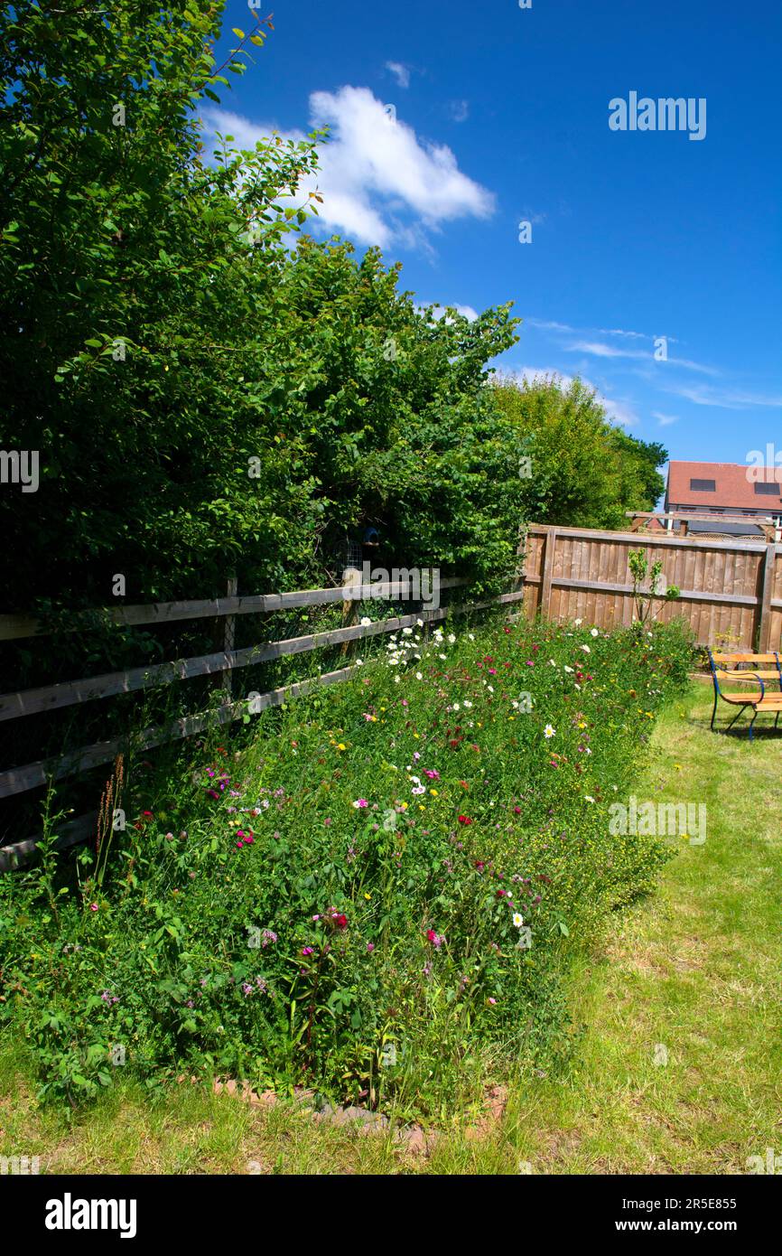 Wilde Blumengrenze im Vorstadtgarten, Großbritannien Stockfoto