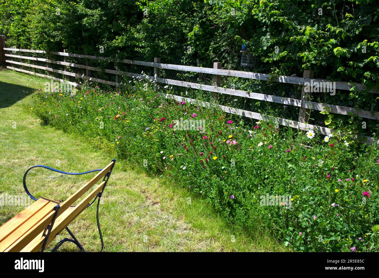 Wilde Blumengrenze im Vorstadtgarten, Großbritannien Stockfoto