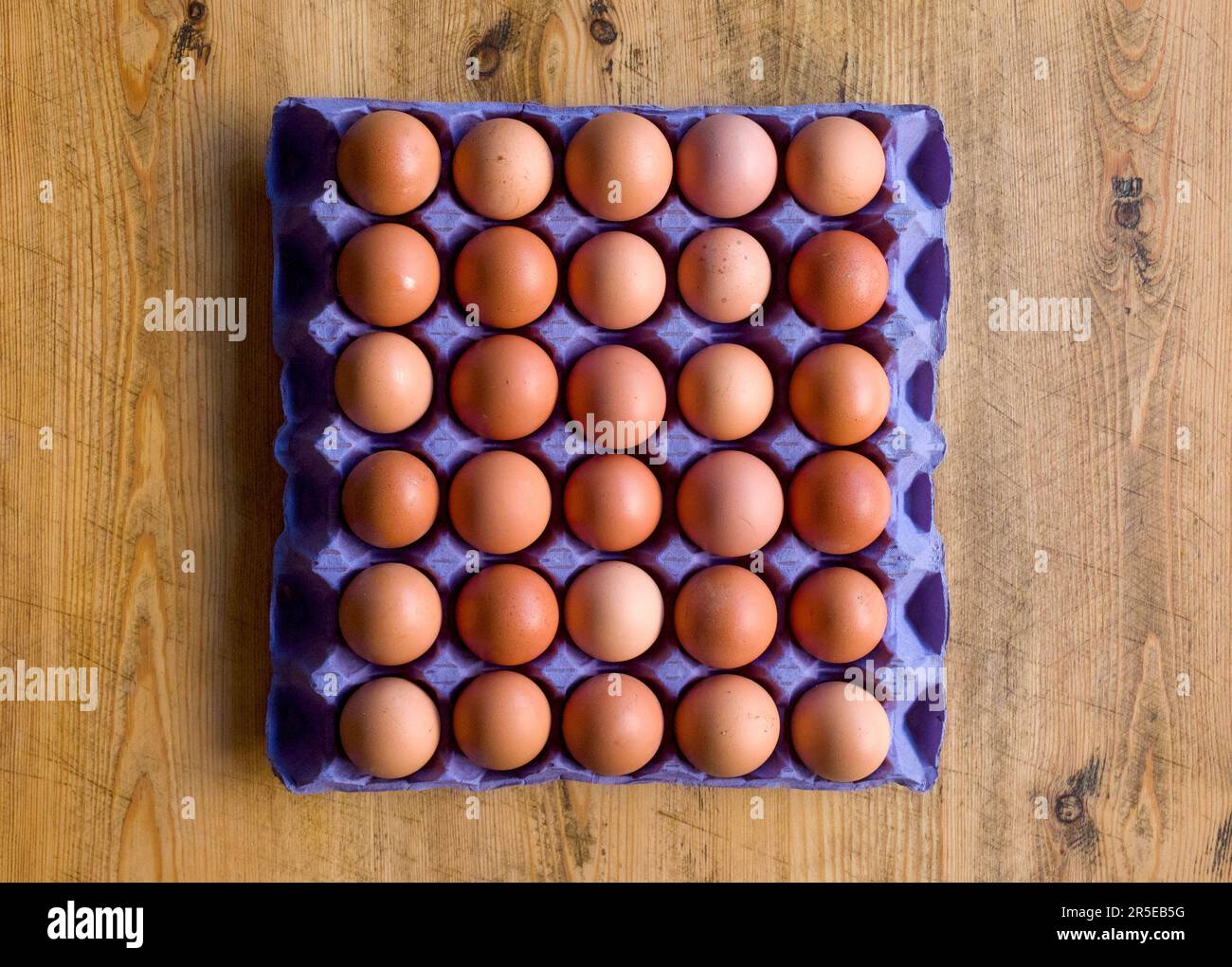 30 braune Hühnereier in einem blauen Eiertablett aus Pappe Stockfoto