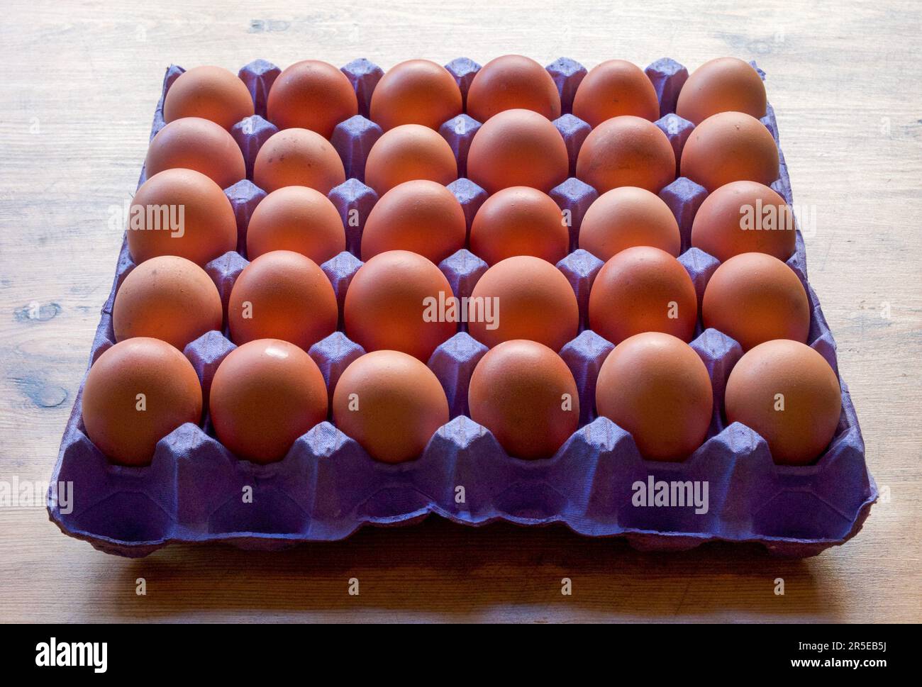 30 frisch gelegte britische Eier in einem quadratischen, blauen Eiertablett auf einem Holztisch in horizontaler Form, Stockfoto