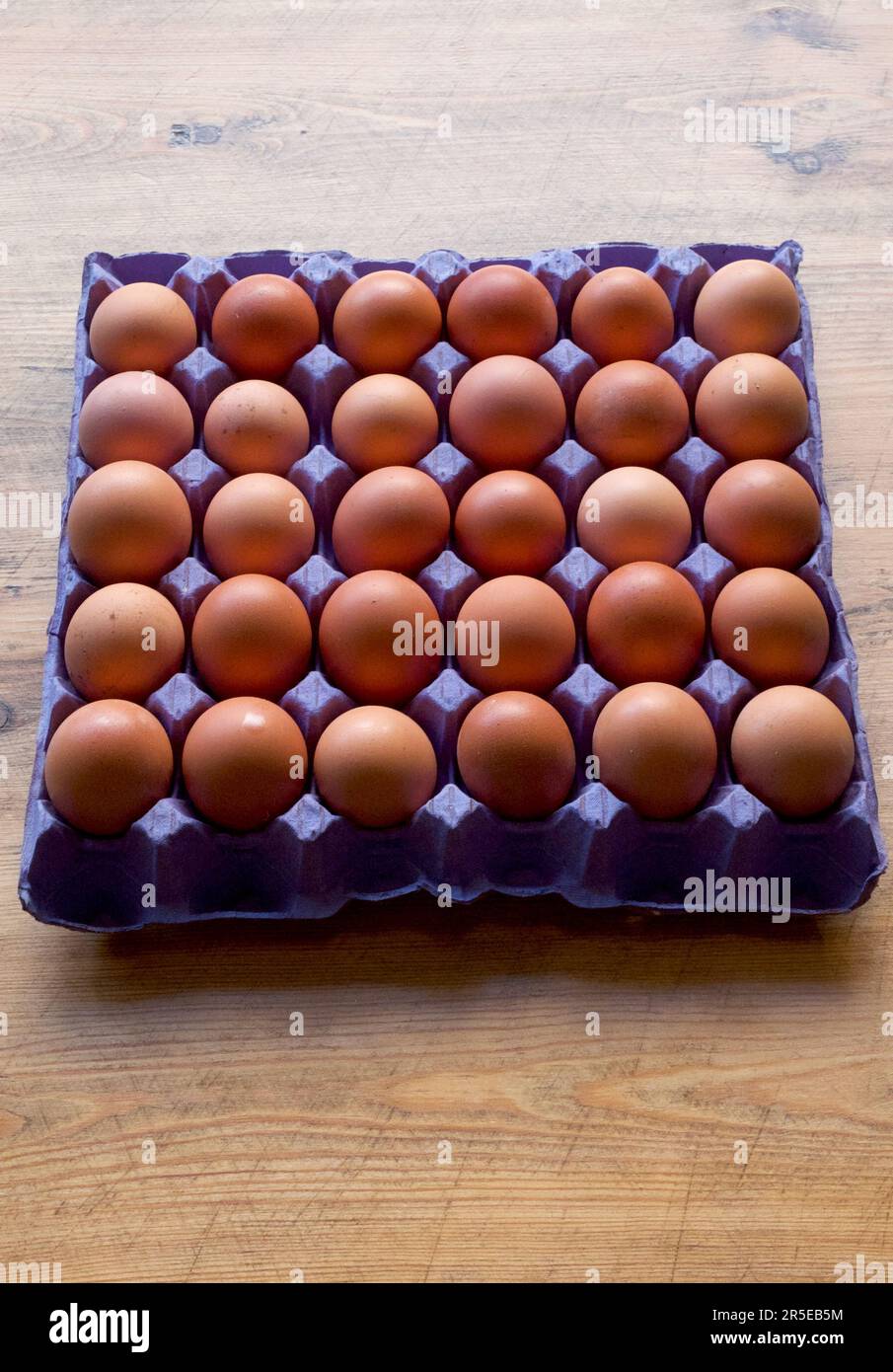 30 braune Hühnereier in einem blauen Eiertablett aus Pappe Stockfoto