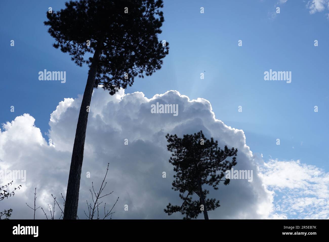 Hinterleuchteter Himmel mit Pinien Stockfoto