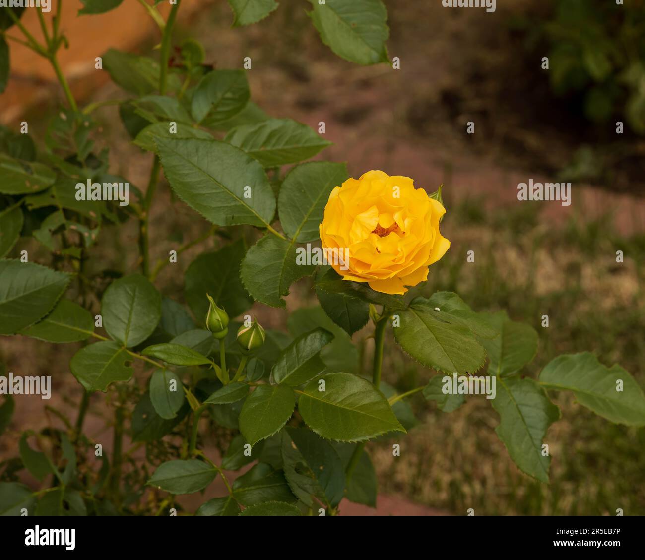 Eine einsame gelbe Rose blüht und wartet darauf, dass sich andere Blüten öffnen Stockfoto