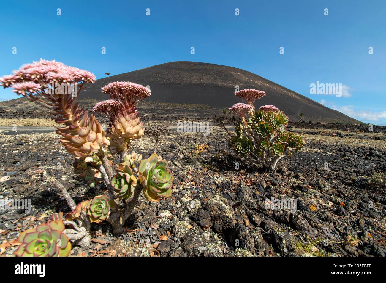 Ein Paar Wüstenpflanzen, die auf dem vulkanischen Boden Lanzarotes wachsen. Stockfoto