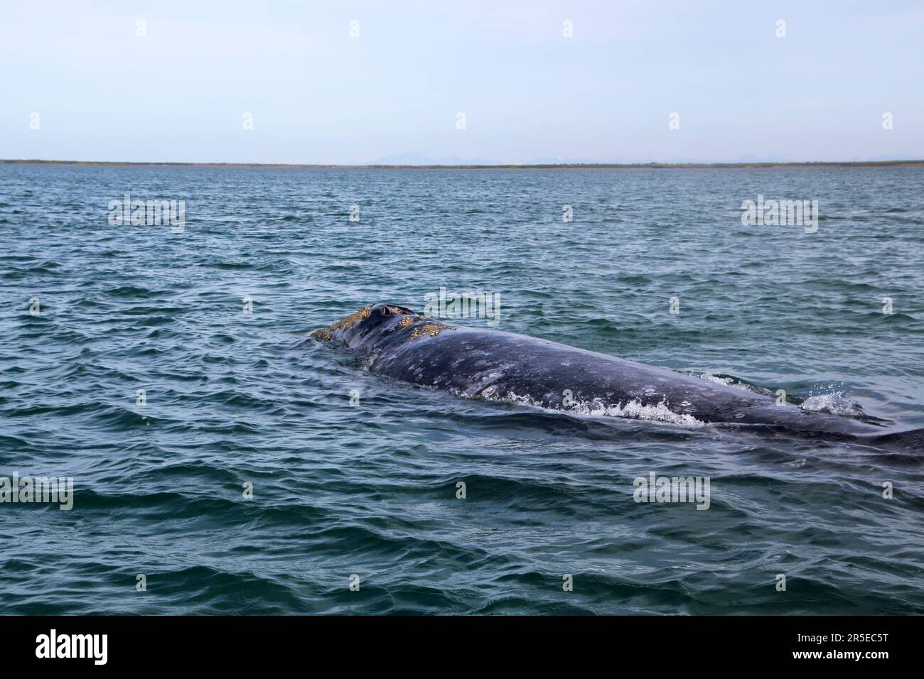 Grauwal in der Bahia Magdalena, Puerto Adolfo Lopez Mateos, Mexiko, Baja California Sur Stockfoto