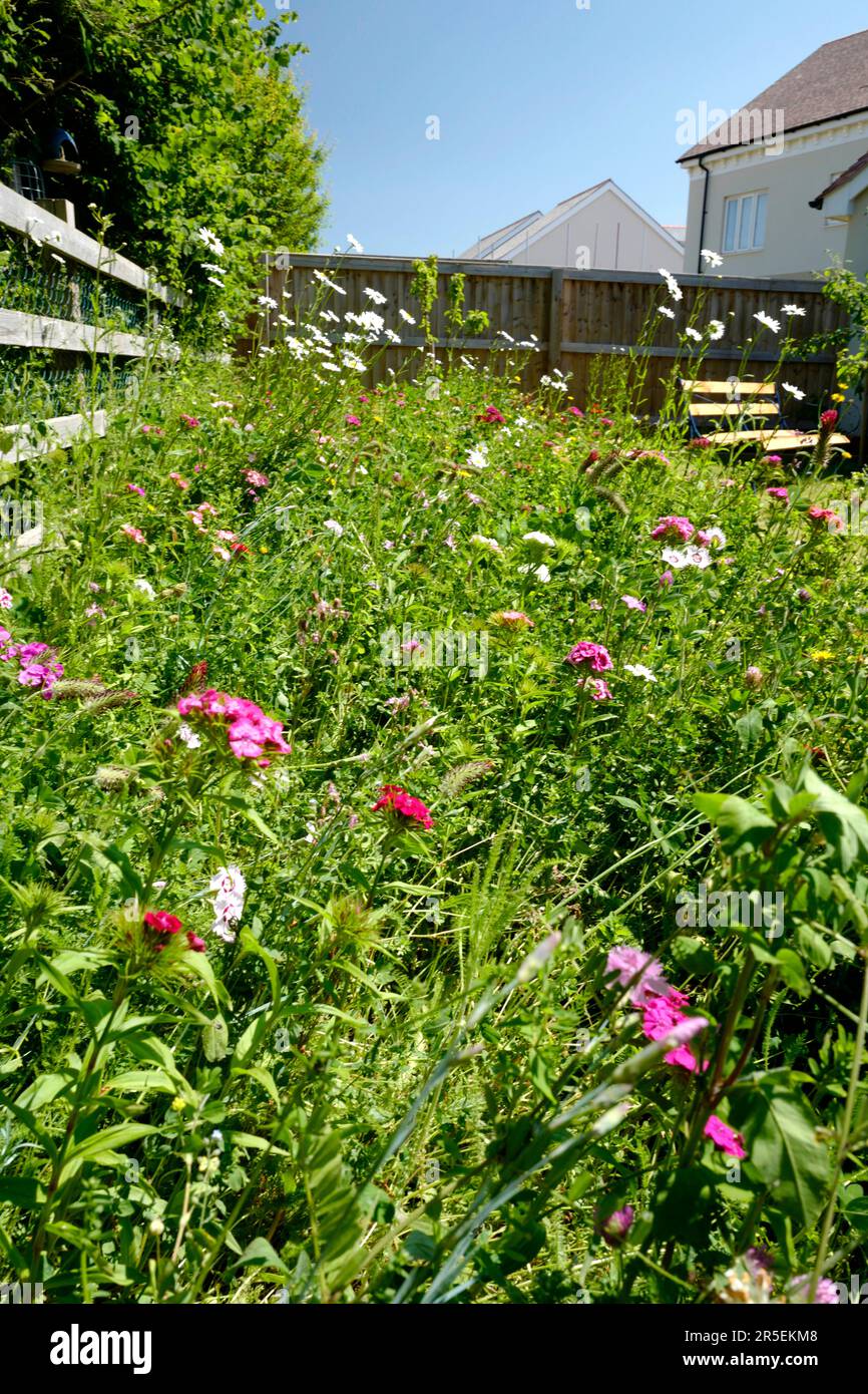 Wilde Blumengrenze im Vorstadtgarten, Großbritannien Stockfoto